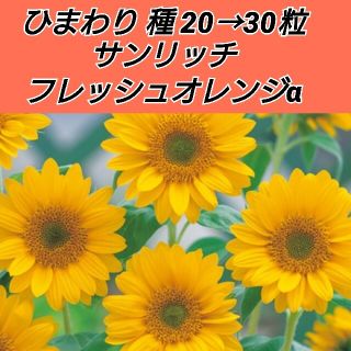 ひまわり サンリッチ フレッシュオレンジα 種20→30粒(プランター)