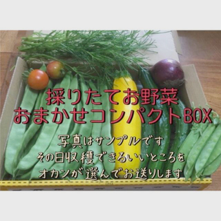 野菜詰め合わせ　おまかせ　コンパクトBOX(野菜)
