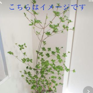 ドウダンツツジ　生花　枝物　約60〜70cm    3本(その他)