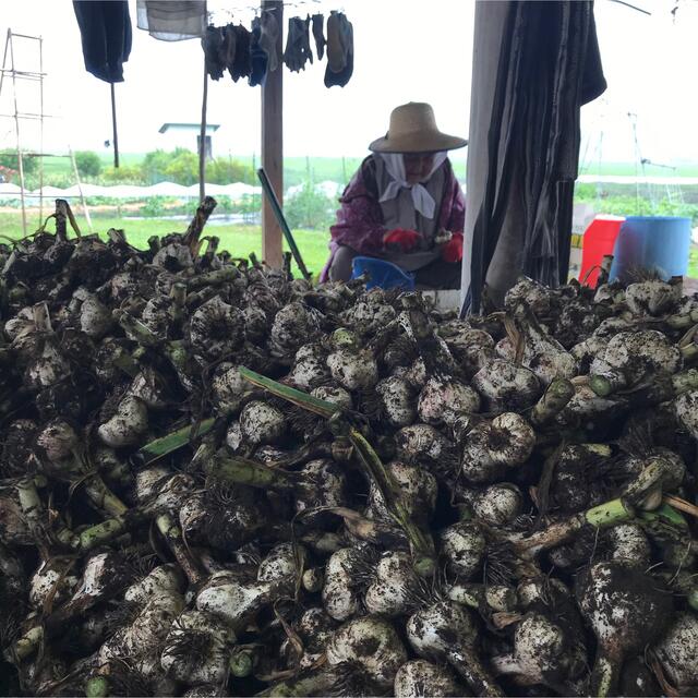 青森県福地村産　福地ホワイト　土付き　2kg 乾燥にんにく　青森県産　 食品/飲料/酒の食品(野菜)の商品写真