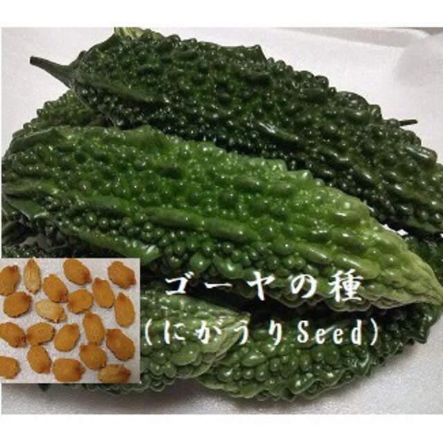 R0720 ゴーヤ の種20粒 沖縄　島野菜たね にがうりseed　緑のカーテン 食品/飲料/酒の食品(野菜)の商品写真