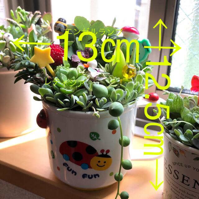 多肉植物❤︎寄せ植え❤︎このまま飾れます❤︎2点セット❤︎3点にも変更出来ます♪ ハンドメイドのフラワー/ガーデン(その他)の商品写真