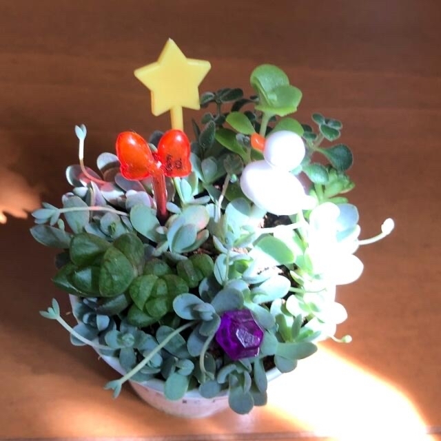 多肉植物❤︎寄せ植え❤︎このまま飾れます❤︎2点セット❤︎3点にも変更出来ます♪ ハンドメイドのフラワー/ガーデン(その他)の商品写真