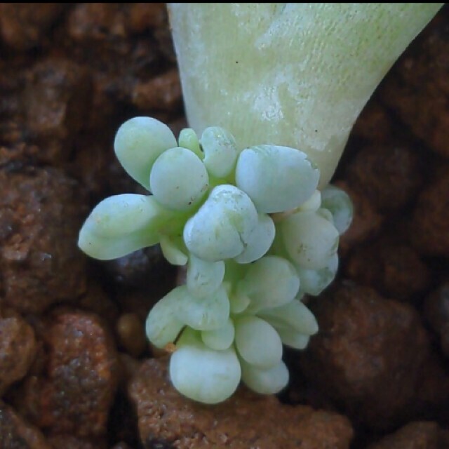 はるきよ様専用♡多肉植物 レッドドラゴン ハンドメイドのフラワー/ガーデン(その他)の商品写真