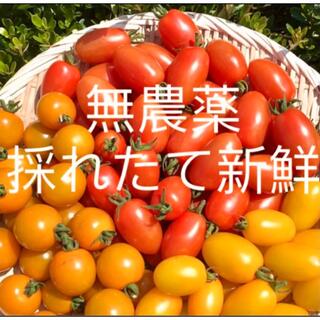フルーツミニトマト　無農薬完全(野菜)