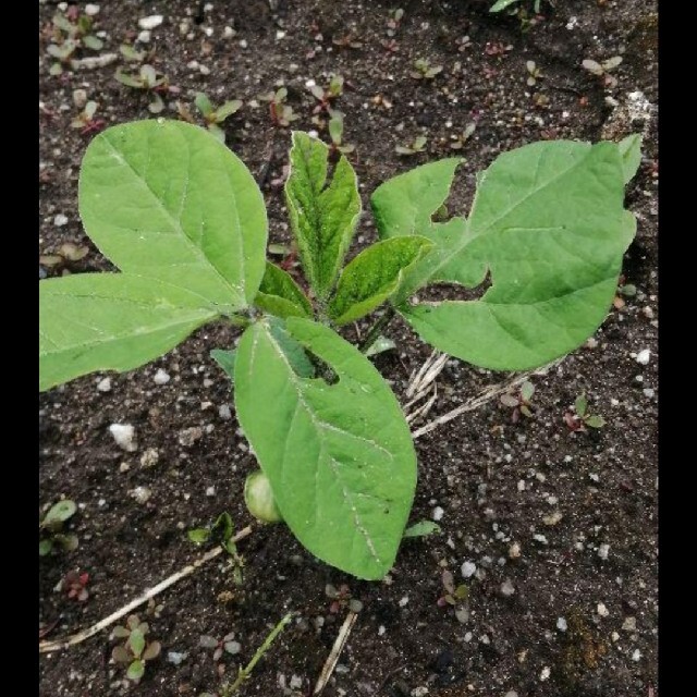 【自然農・自家採種あり】野菜の種　花の種　セットにします　家庭菜園・ガーデニング ハンドメイドのフラワー/ガーデン(その他)の商品写真