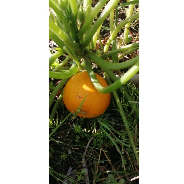 【自然農・自家採種あり】野菜の種　花の種　セットにします　家庭菜園・ガーデニング ハンドメイドのフラワー/ガーデン(その他)の商品写真