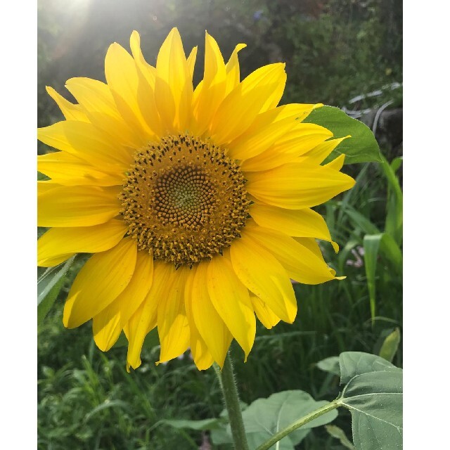 【自然農・自家採種あり】野菜の種　花の種　セットにします　家庭菜園・ガーデニング ハンドメイドのフラワー/ガーデン(その他)の商品写真