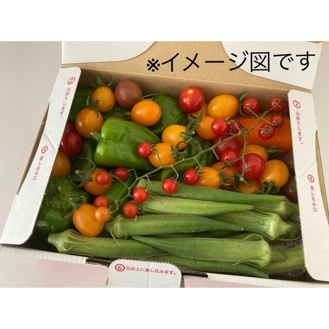 無農薬野菜、夏野菜詰め合わせ 食品/飲料/酒の食品(野菜)の商品写真