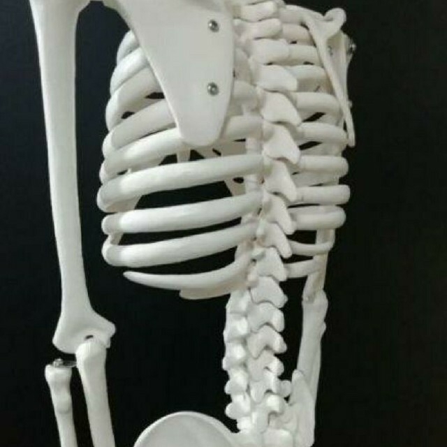 人体骨格模型　85cm　1/2サイズ エンタメ/ホビーのおもちゃ/ぬいぐるみ(模型/プラモデル)の商品写真