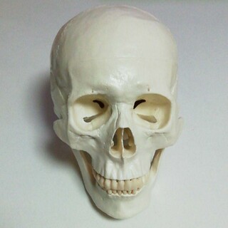 新品 頭蓋骨 模型 1/1サイズ(模型/プラモデル)