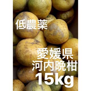 愛媛県産　低農薬　宇和ゴールド　河内晩柑　柑橘　15kg(フルーツ)