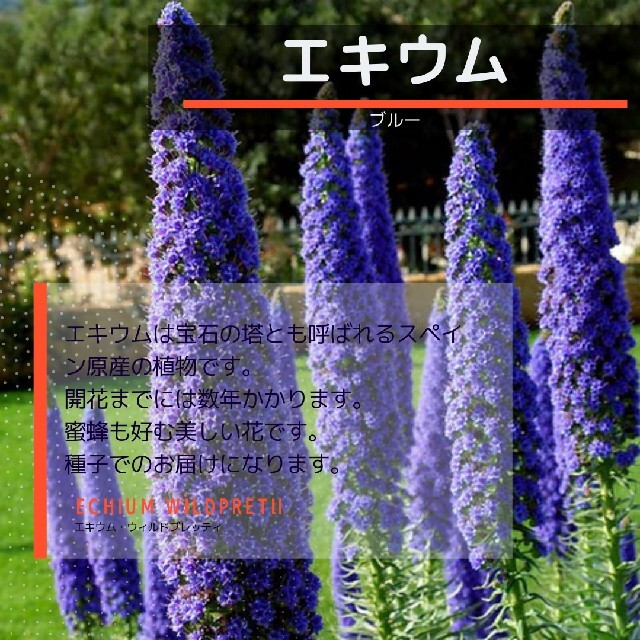 ネコポス エキウム☆ブルー☆種子5粒 ハンドメイドのフラワー/ガーデン(その他)の商品写真