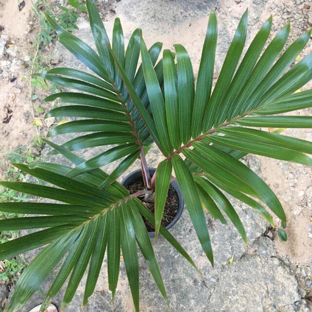 トックリヤシ　陶器鉢植え