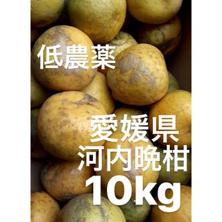 愛媛県産　低農薬　宇和ゴールド　河内晩柑　柑橘　10kg(フルーツ)