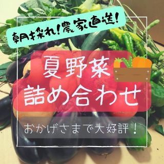 人気夏野菜詰め合わせ 100サイズ(野菜)