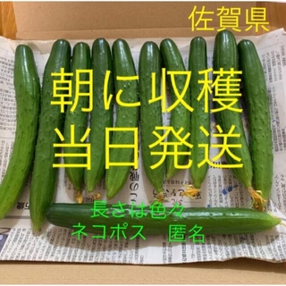 きゅうり　佐賀県から発送(野菜)
