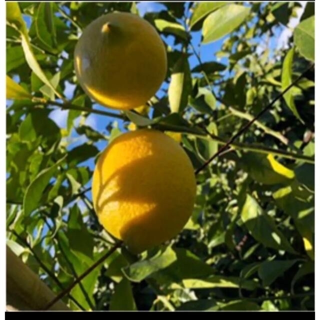 国産　レモン　広島県産　無農薬　レモン　2.5kg   産地直送 食品/飲料/酒の食品(フルーツ)の商品写真