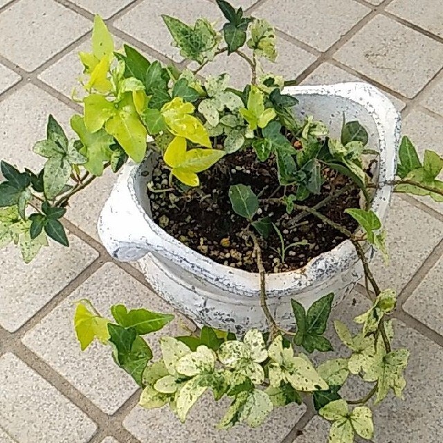 観葉植物ヘデラ　か「白雪姫」カット苗　20㎝位 ハンドメイドのフラワー/ガーデン(プランター)の商品写真