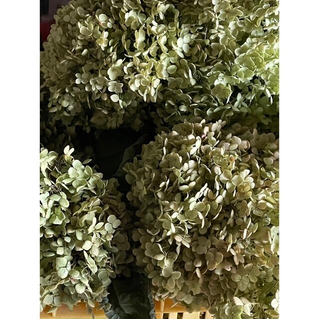 自宅栽培‼️茎有り‼️アナベルドライフラワー‼️80サイズ箱いっぱい‼️ ハンドメイドのフラワー/ガーデン(ドライフラワー)の商品写真