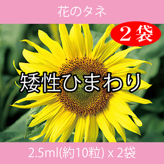 花のタネ EAJ 矮性ひまわり 2.5ml x 2袋(プランター)