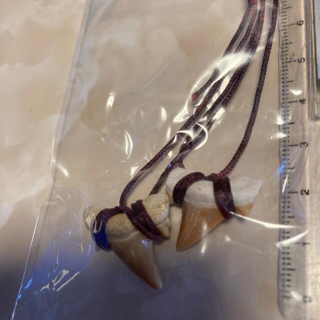 サメの歯 化石　ペアストラップ  1   Fossil shark teeth エンタメ/ホビーの美術品/アンティーク(その他)の商品写真