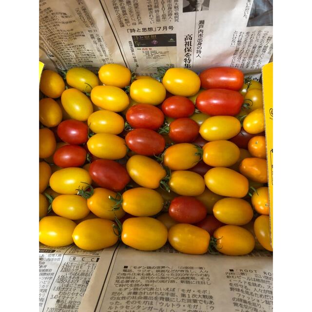 ⭐︎無農薬⭐︎ ミニトマト　アイコ 食品/飲料/酒の食品(野菜)の商品写真