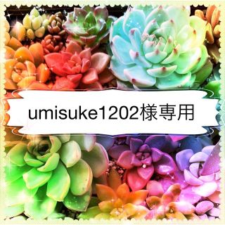 umisuke1202様専用(その他)