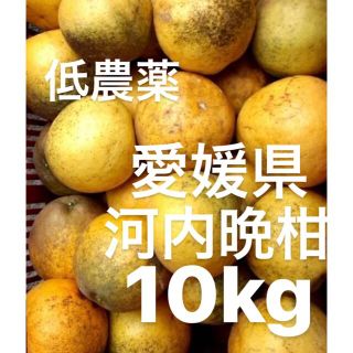 愛媛県産　低農薬　宇和ゴールド　河内晩柑　柑橘　10kg(フルーツ)