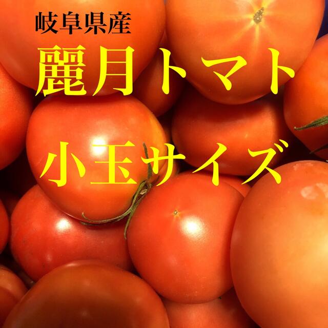 岐阜県産麗月トマト　小玉サイズ 食品/飲料/酒の食品(野菜)の商品写真