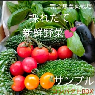 採れたて夏野菜セット無農薬ゴーヤ、なす、バジル、ミニトマト2種(野菜)