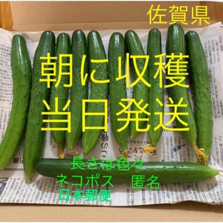 kawa12様専用　きゅうり(野菜)