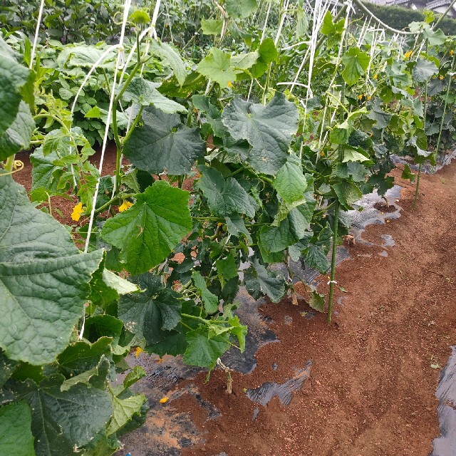 朝採れ！人気夏野菜詰め合わせ 80サイズ 食品/飲料/酒の食品(野菜)の商品写真