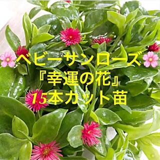 多肉植物　ベビーサンローズ『幸運の花』１５本カット苗(その他)