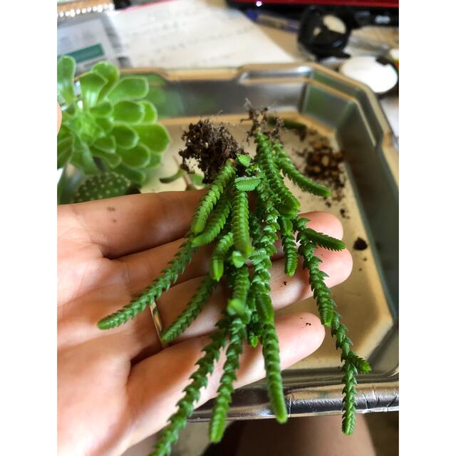 多肉植物🌵5セット　抜き苗とカット ハンドメイドのフラワー/ガーデン(その他)の商品写真