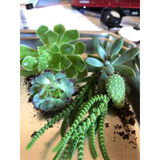 多肉植物🌵5セット　抜き苗とカット(その他)