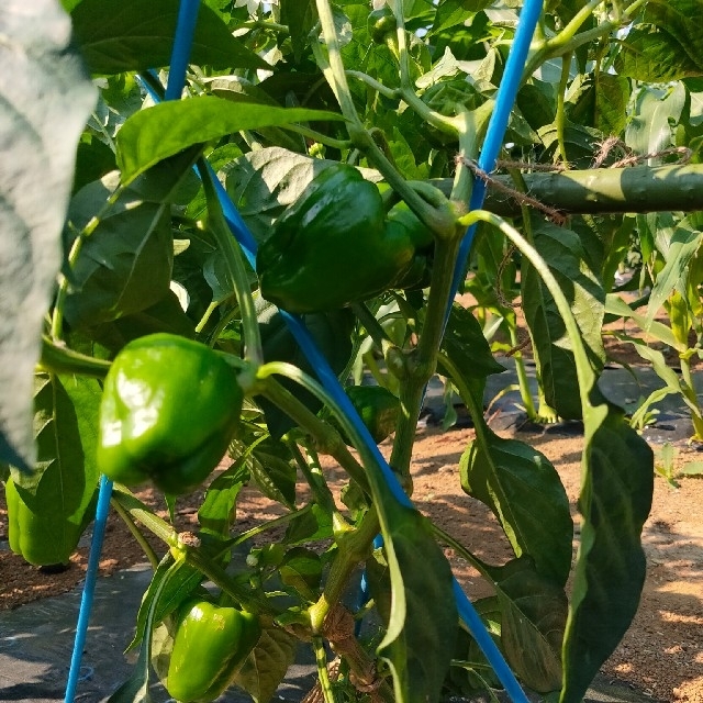 おかげさまで大好評！たっぷりおまかせ夏野菜詰め合わせ 80サイズ 食品/飲料/酒の食品(野菜)の商品写真