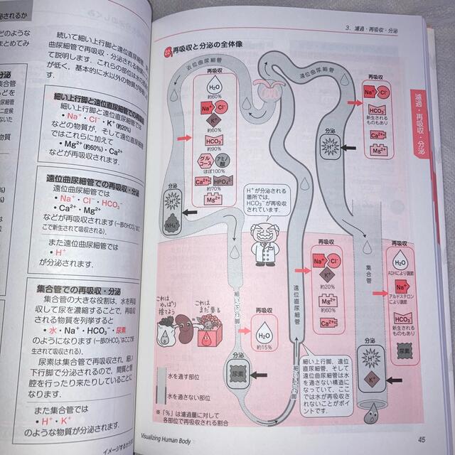 イメカラ イメ－ジするカラダのしくみ 腎臓 エンタメ/ホビーの本(健康/医学)の商品写真