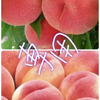 🍑蒼様専用🍑あかつき🍑(フルーツ)