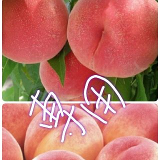 🍑おけぞう様専用あかつき🍑２８日以降発送予定です🍑(フルーツ)