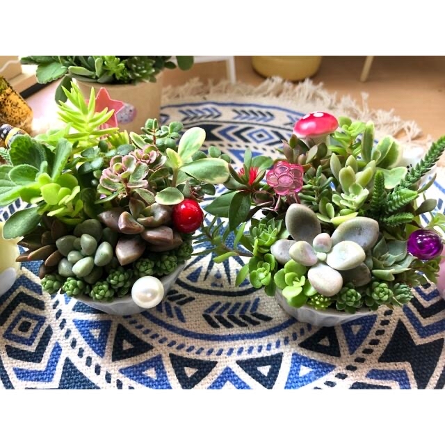 多肉植物❤︎寄せ植え❤︎このまま飾れます❤︎ツインズ♪3点でも購入出来ます ハンドメイドのフラワー/ガーデン(その他)の商品写真