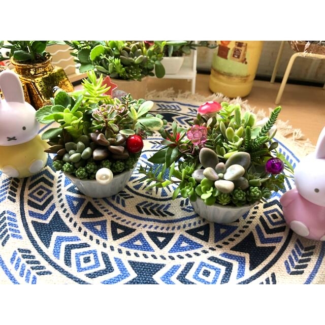 多肉植物❤︎寄せ植え❤︎このまま飾れます❤︎ツインズ♪3点でも購入出来ます ハンドメイドのフラワー/ガーデン(その他)の商品写真