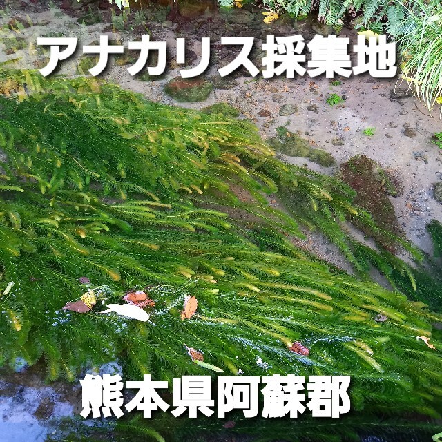 クールで発送　阿蘇の湧水で育った水草　天然アナカリス