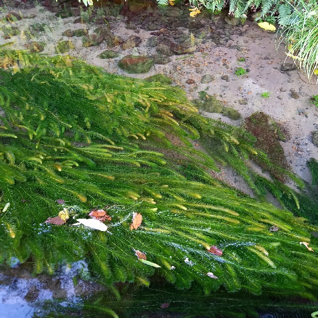 クールで発送　阿蘇の湧水で育った水草　天然アナカリス