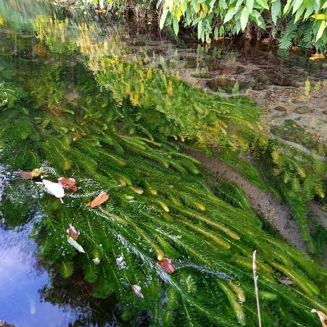 クールで発送　阿蘇の湧水で育った水草　天然アナカリス