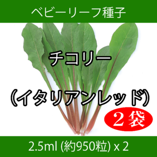 ベビーリーフ種子 B-13 チコリー（イタリアンレッド） 2.5ml x 2袋(野菜)