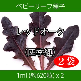 ベビーリーフ種子 B-04 レッドオーク（四季紅） 1ml 約620粒 x 2袋(野菜)