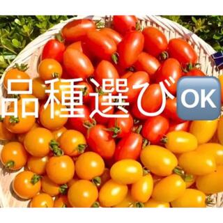 朝採り　完熟フルーツミニトマト　1㎏　無農薬(野菜)