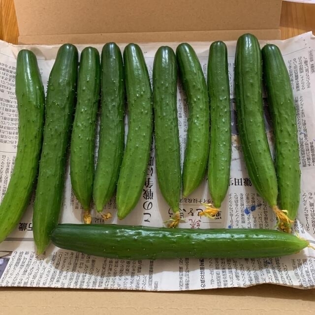 きゅうり　無農薬　佐賀県発送 食品/飲料/酒の食品(野菜)の商品写真