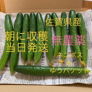 きゅうり　無農薬　佐賀県発送(野菜)